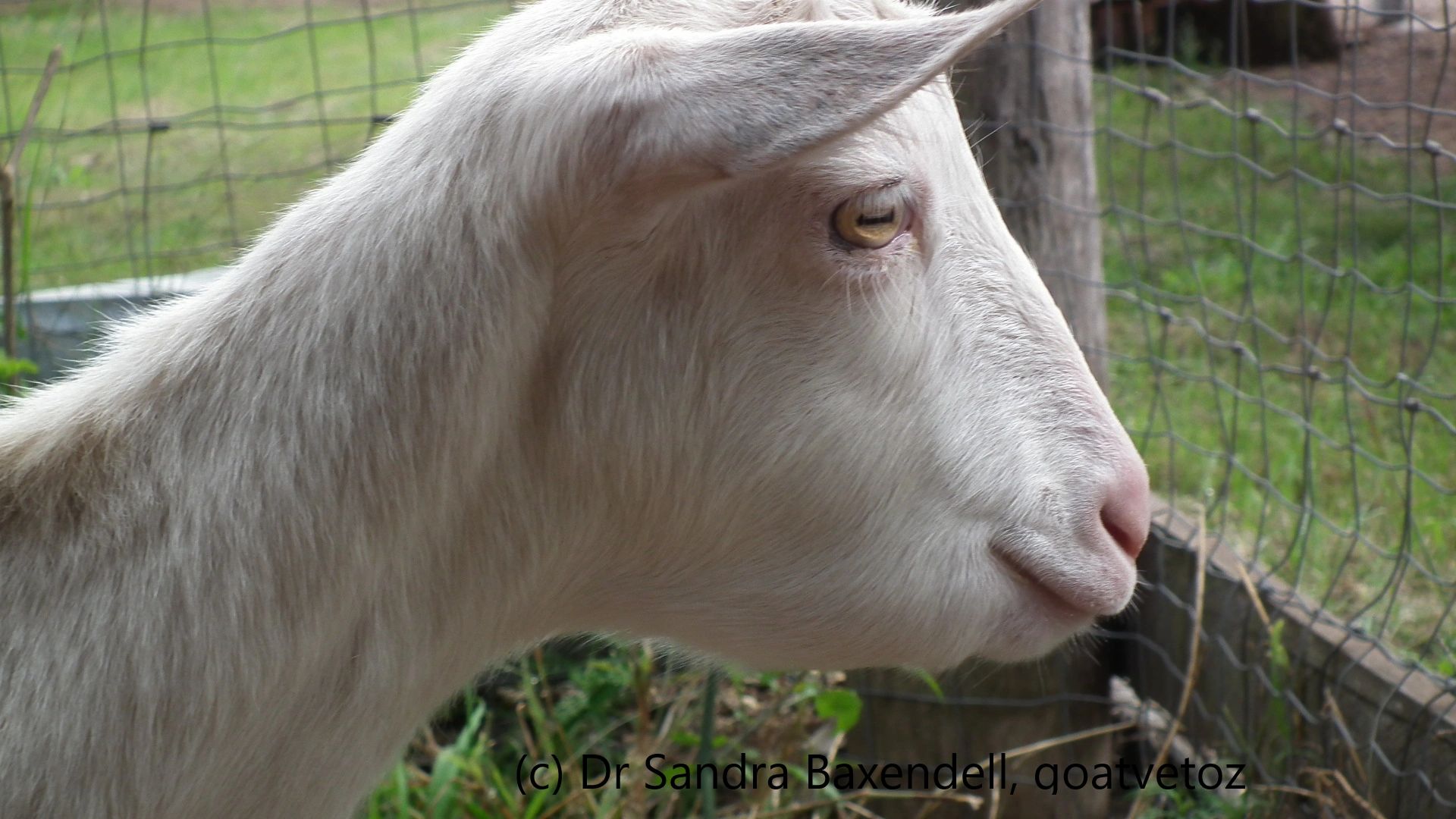 Free worm control in goats webinar